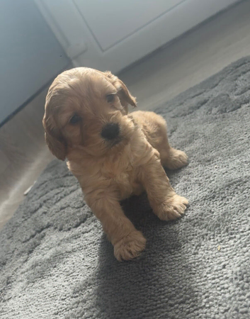 Last 2 cockapoo puppies