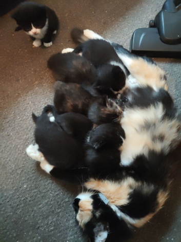 6 stunning little kits.