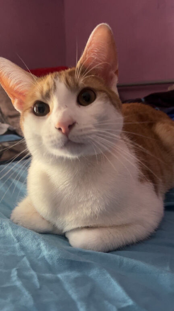 Ginger & White Male cat