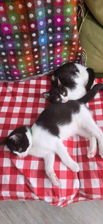 British shorthair kittens - open to offers