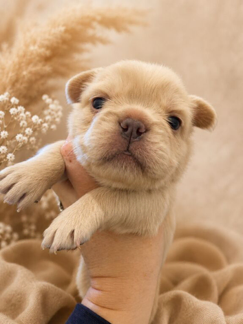 Beautiful Fluffy Frenchies