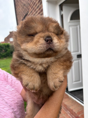 Chow chow boy