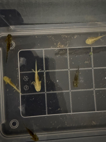 Axolotls