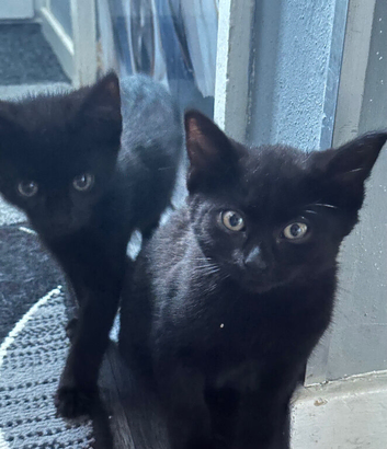 Beautiful Bombay x BLH kittens