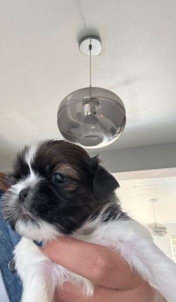 1 gorgeous boy Shih Tzu pup