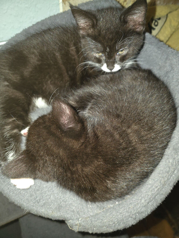 Black and white tabby kittens