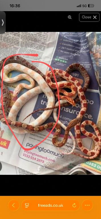 Young albino corn snake