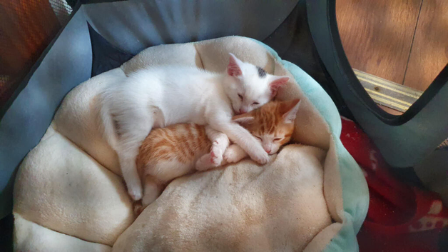 Bengal cross kitten