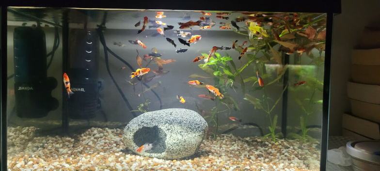 Koi Swordfish and Lyretail Mollies