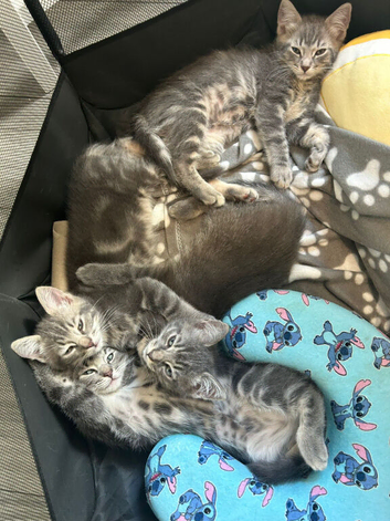 Blue Point Ragdoll x Bengal kittens