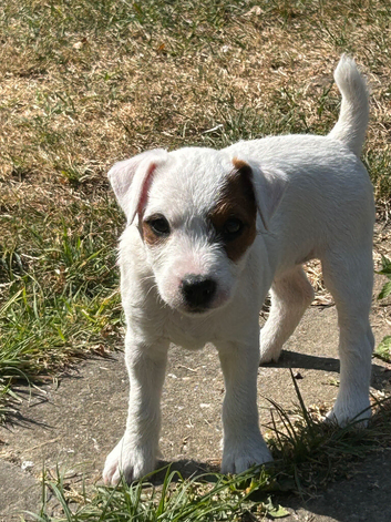 Parson Russell Bitch pup &pound;950 last one