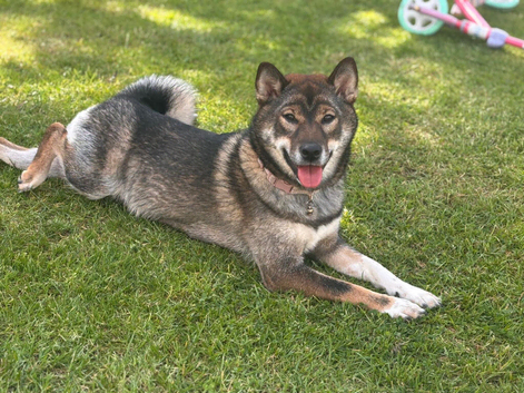 Shiba Inu