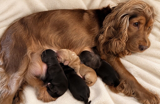 Show Type Cocker Spaniel