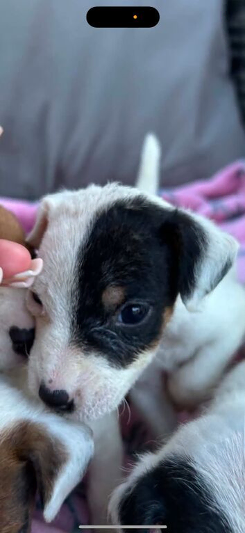 Boy pup 8 weeks old
