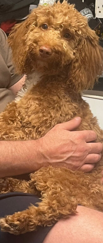 10 month cockapoo girl