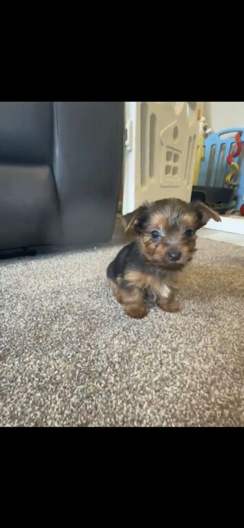 Stunning little Yorkie boy