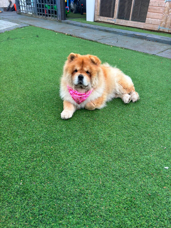 Chow chow female