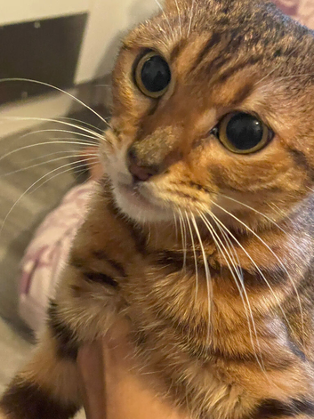 Beautiful Bengal mix kitten 1 years old