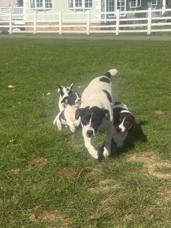 Four lovely beautiful Jack Russell boys