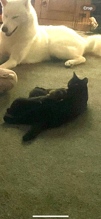 Two fluffy kittens
