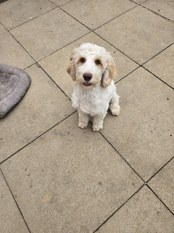 Beautiful f1 cockapoo