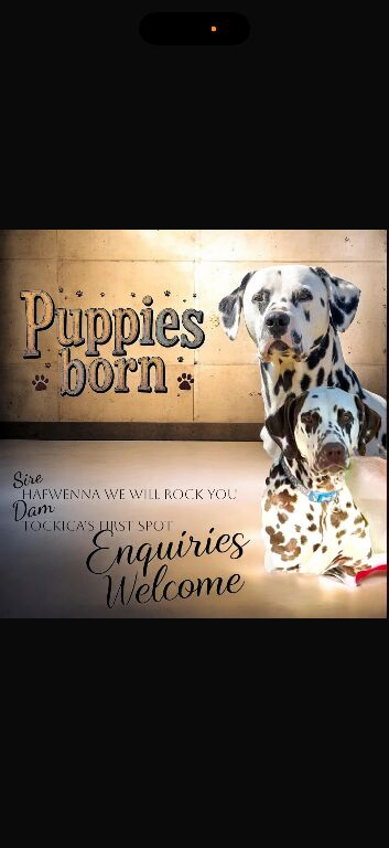 9 Beautiful Dalmation puppies