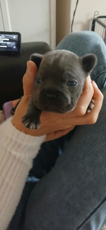 French bulldog puppies
