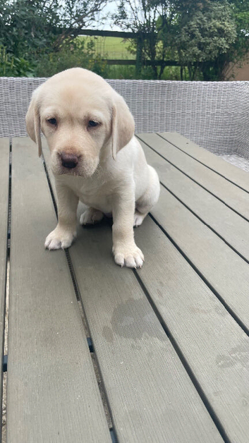 Outstanding Labrador kennel club registered puppies for sale.