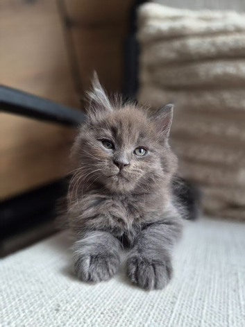 Last one Pedigree Solid Blue Maine Coon