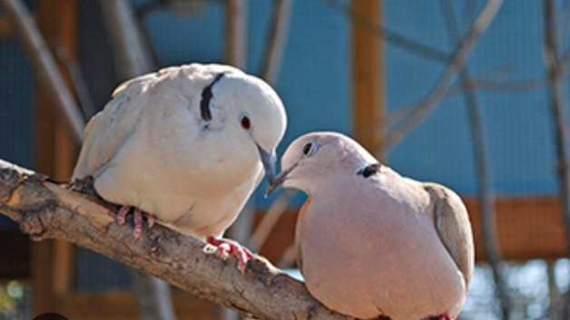 2 ring neck doves with big parrot cage