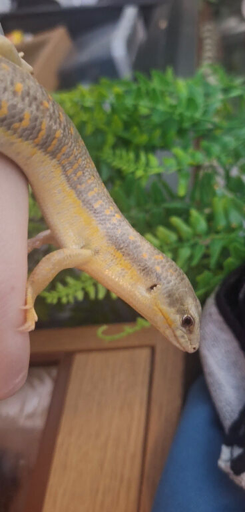 Berber skink