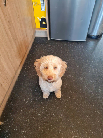 Cockapoo male puppy for sale