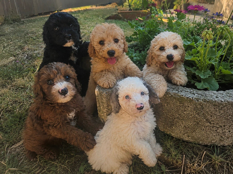 DNA health tested Cavapoos
