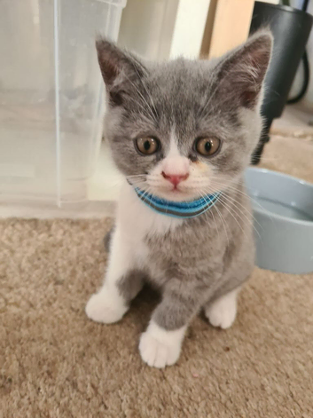 British shorthair carrier Himalayan gene