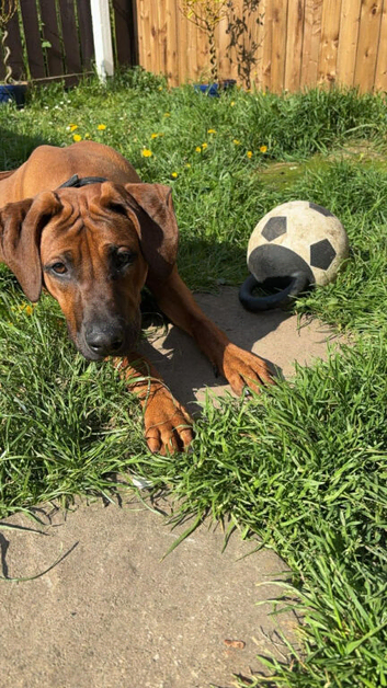 Rhodesian Ridgeback Male