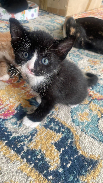 5 Beautiful Kittens for sale &pound;50