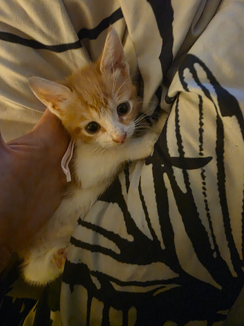 6 ginger and white kittens