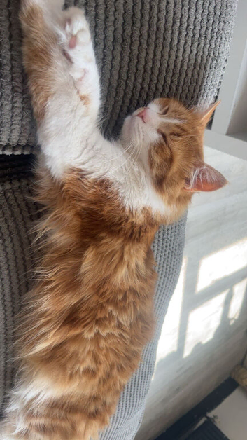 Half Maine coon kittens