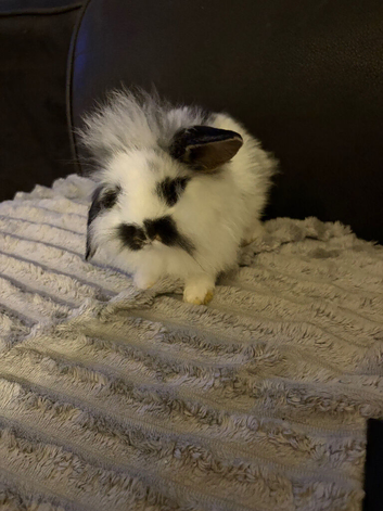 2x mini lion lops boy bunnies available