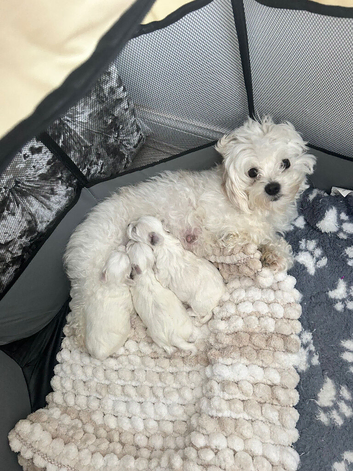 Malitachon X Korean miniature Maltese