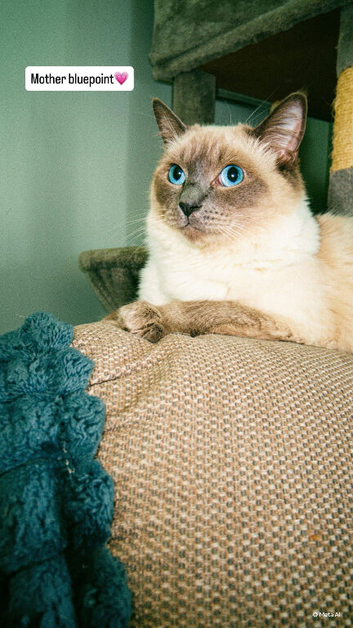 5 ragdoll kittens