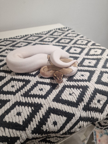 ball pythons