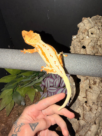 Crested gecko breeding project