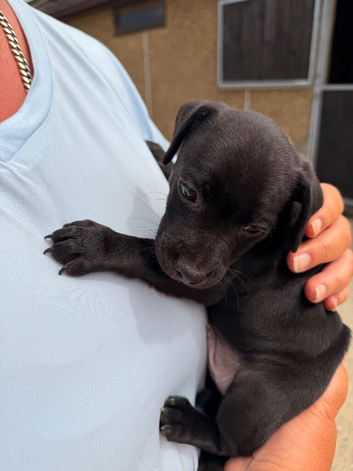 Patterdale puppies
