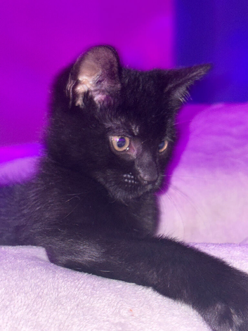 2/3 month black kitten