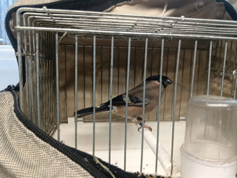 Pair natives bullfinches