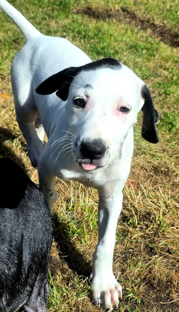 10 Weeks Old Staffy x Saluki pup