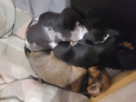 4 miniature sausage dogs
