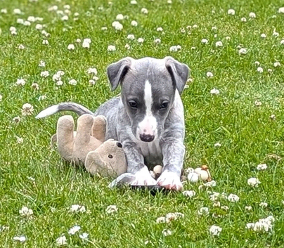 Stunning whippet girl .