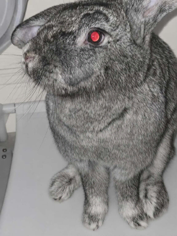French cross bunny